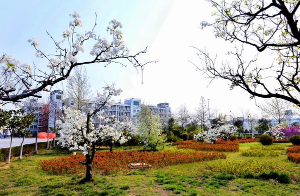 學校風景4